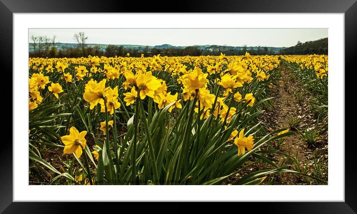 A field of golden Daffodils Framed Mounted Print by Graham Nathan