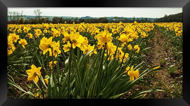 A field of golden Daffodils Framed Print by Graham Nathan