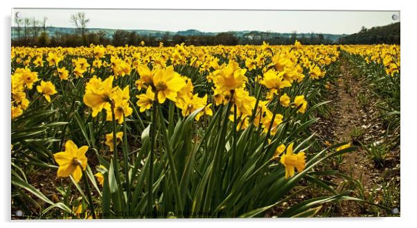 A field of golden Daffodils Acrylic by Graham Nathan