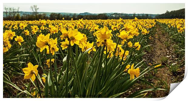 A field of golden Daffodils Print by Graham Nathan