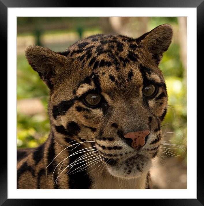 Clouded Leopard Framed Mounted Print by Peter Wilson