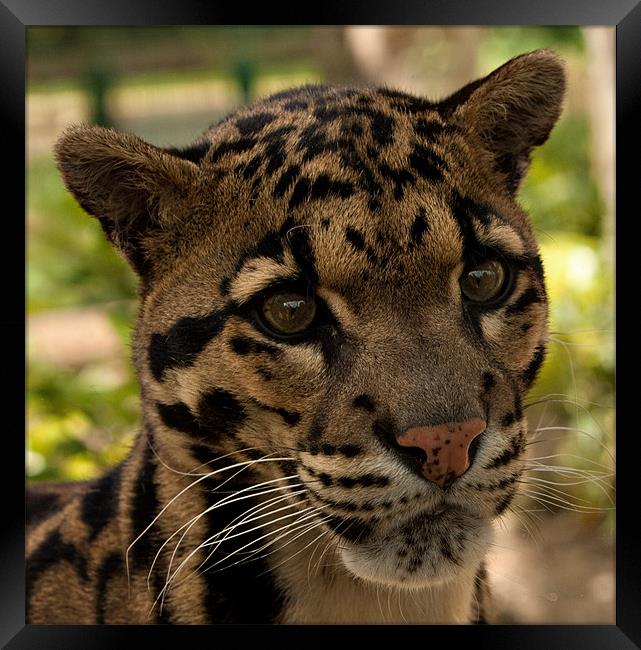 Clouded Leopard Framed Print by Peter Wilson