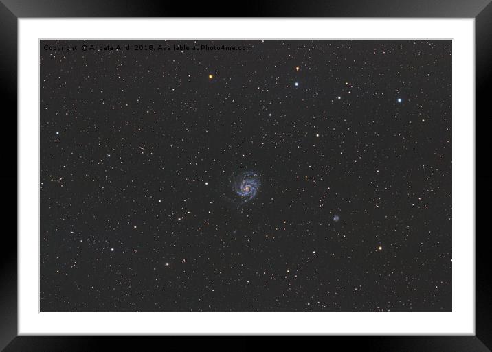 Pinwheel Galaxy. Framed Mounted Print by Angela Aird