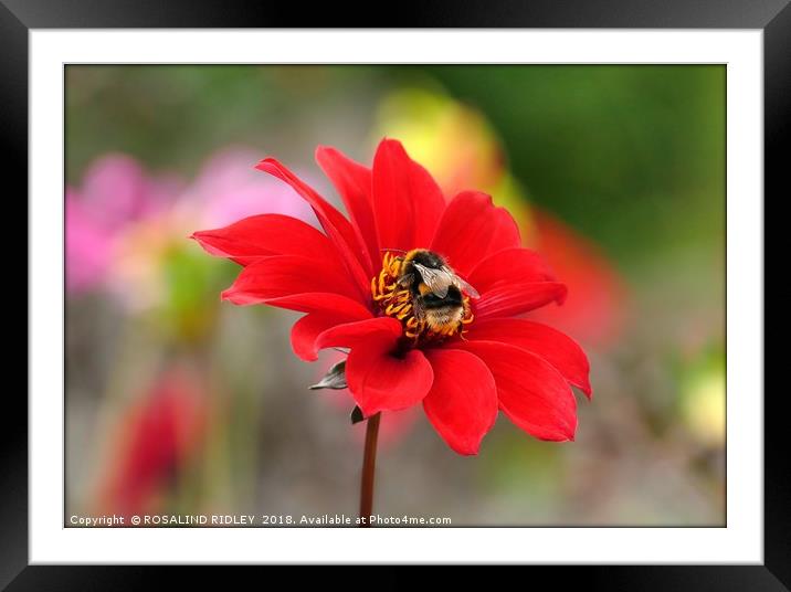 "Bee on Dahlia" Framed Mounted Print by ROS RIDLEY