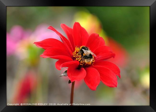 "Bee on Dahlia" Framed Print by ROS RIDLEY