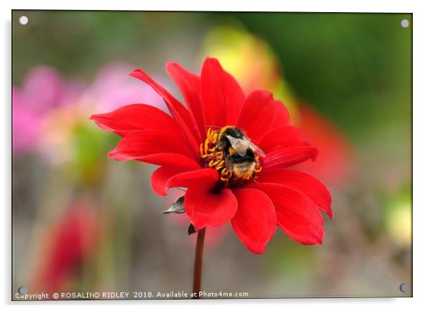 "Bee on Dahlia" Acrylic by ROS RIDLEY