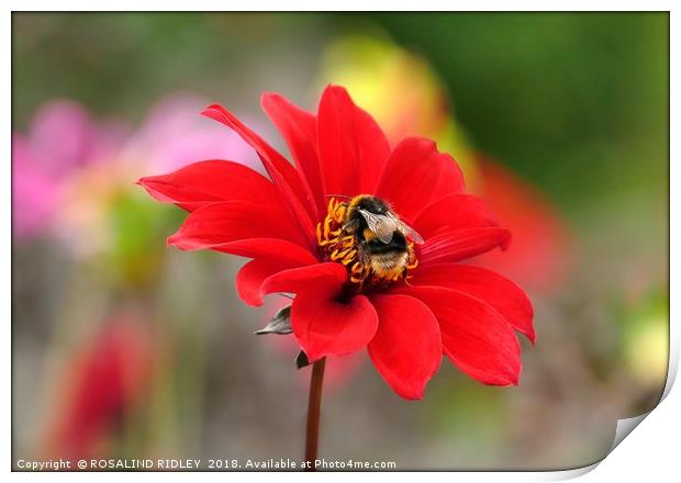 "Bee on Dahlia" Print by ROS RIDLEY