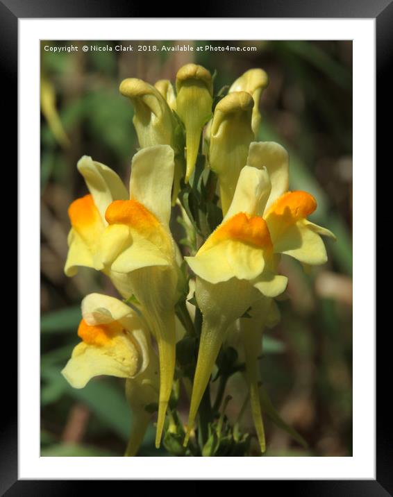 Toadflax Framed Mounted Print by Nicola Clark