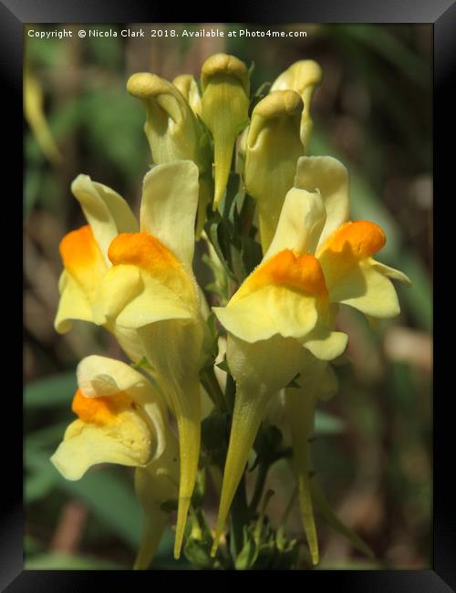 Toadflax Framed Print by Nicola Clark