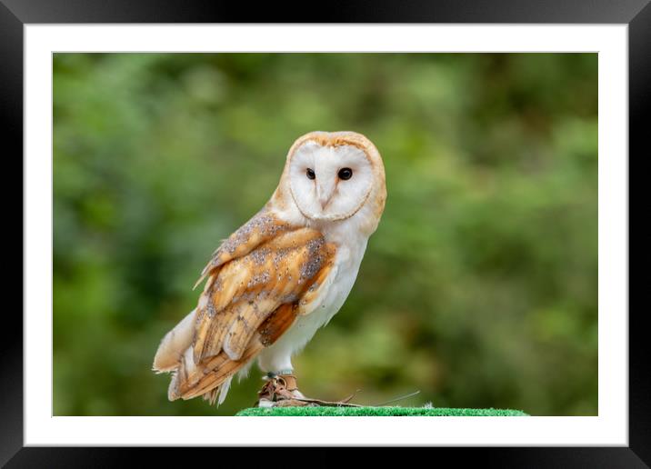 UK Barn Owl Framed Mounted Print by Images of Devon