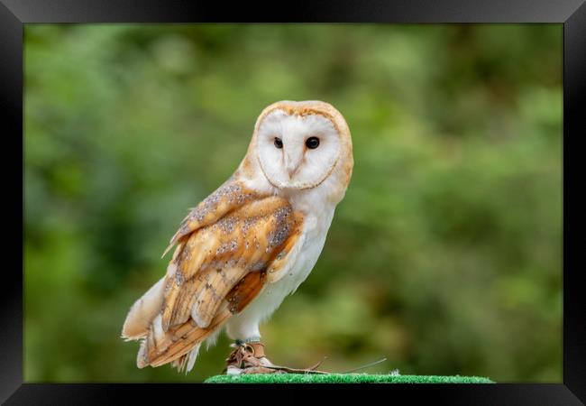 UK Barn Owl Framed Print by Images of Devon