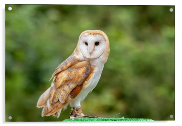 UK Barn Owl Acrylic by Images of Devon