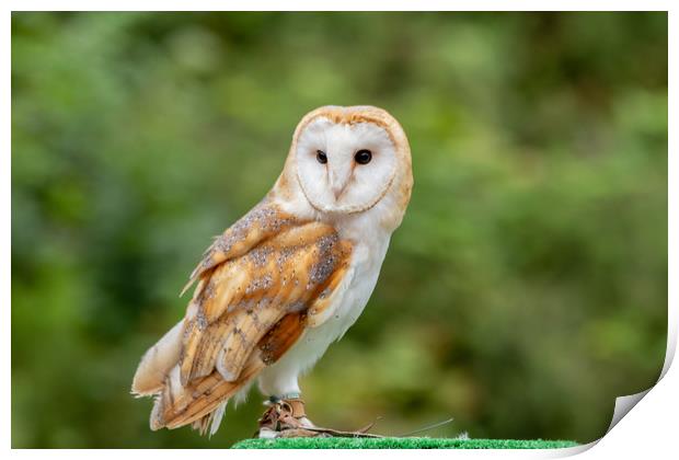 UK Barn Owl Print by Images of Devon