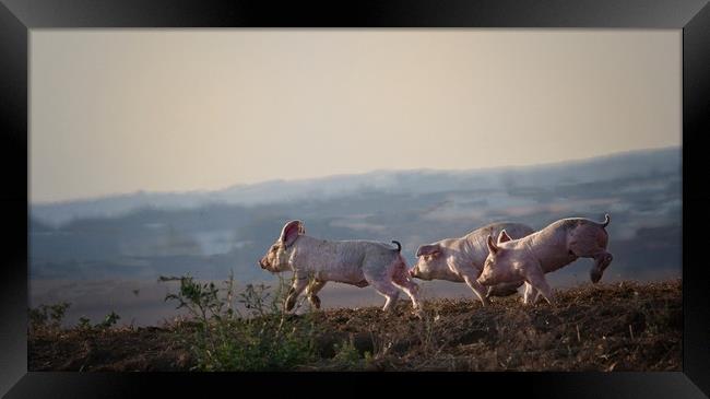 Running Free Framed Print by Ceri Jones