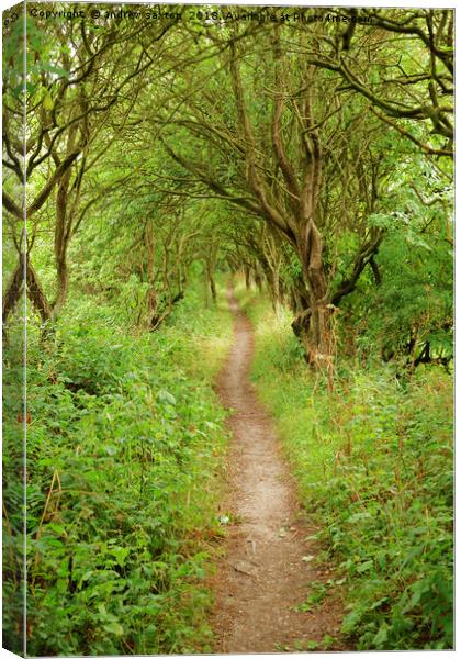 PATH OF TREES Canvas Print by andrew saxton