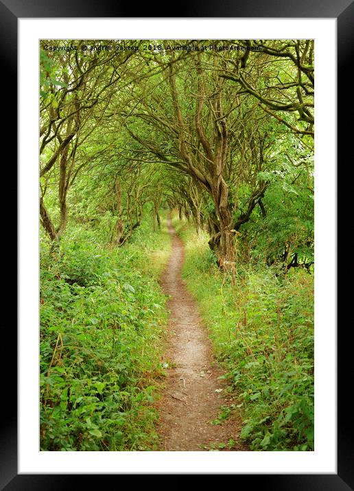 PATH OF TREES Framed Mounted Print by andrew saxton