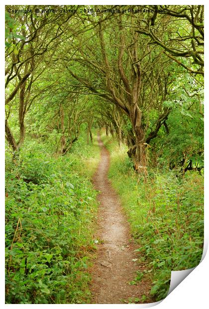 PATH OF TREES Print by andrew saxton