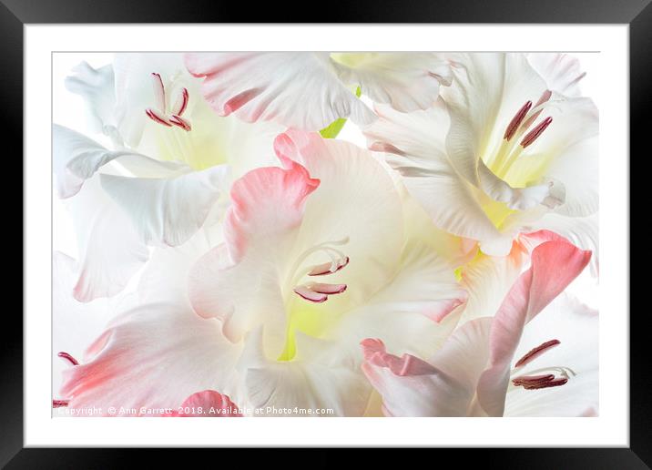 Gladiolus Candy Floss Framed Mounted Print by Ann Garrett