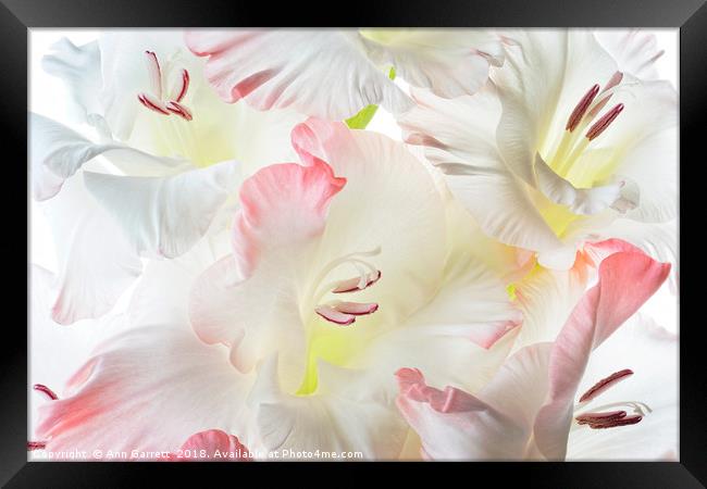 Gladiolus Candy Floss Framed Print by Ann Garrett
