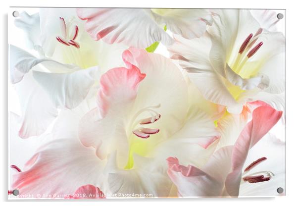 Gladiolus Candy Floss Acrylic by Ann Garrett
