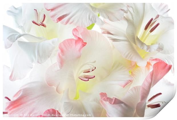 Gladiolus Candy Floss Print by Ann Garrett