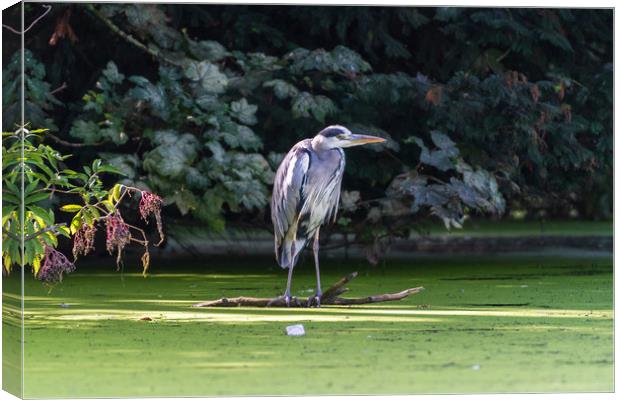 Heron on a branch, waiting for fish Canvas Print by Andrew Scott