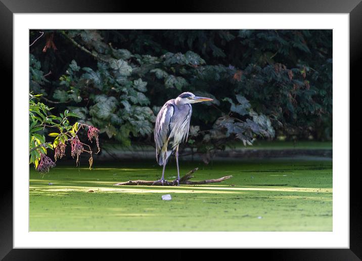 Heron on a branch, waiting for fish Framed Mounted Print by Andrew Scott