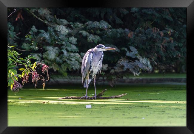 Heron on a branch, waiting for fish Framed Print by Andrew Scott