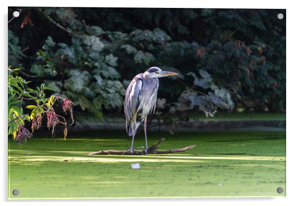 Heron on a branch, waiting for fish Acrylic by Andrew Scott