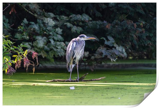 Heron on a branch, waiting for fish Print by Andrew Scott