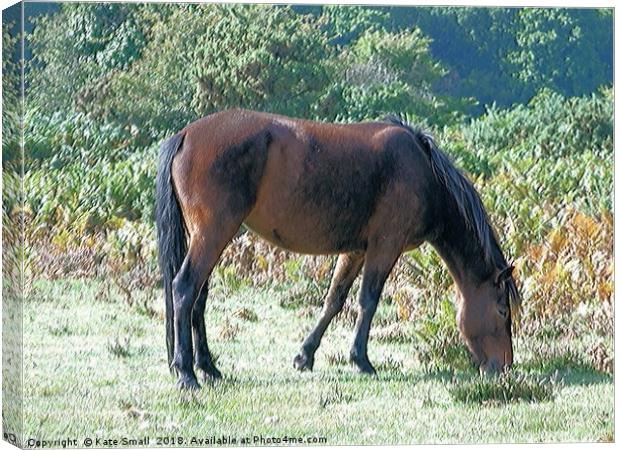 Grazing Alone Canvas Print by Kate Small