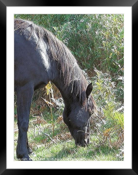 Dark Stallion Framed Mounted Print by Kate Small