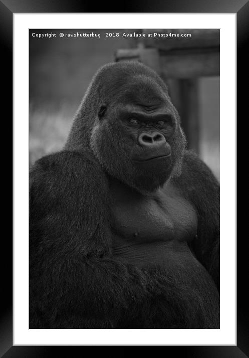 Oumbi The Silverback Gorilla Framed Mounted Print by rawshutterbug 