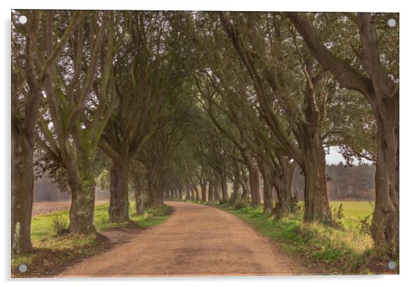 Secret country lane north Norfolk Acrylic by Graeme Taplin Landscape Photography