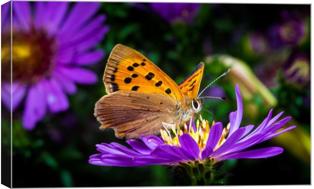 Small Copper Butterfly Canvas Print by Colin Allen