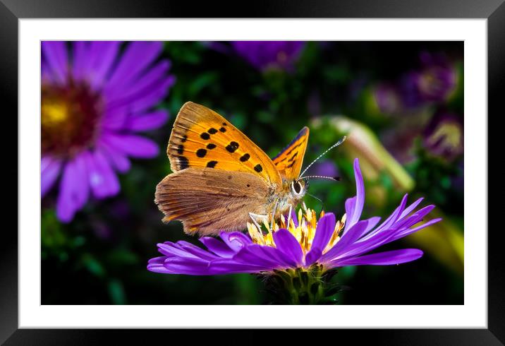 Small Copper Butterfly Framed Mounted Print by Colin Allen