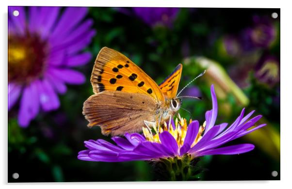 Small Copper Butterfly Acrylic by Colin Allen