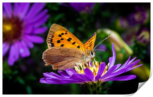 Small Copper Butterfly Print by Colin Allen
