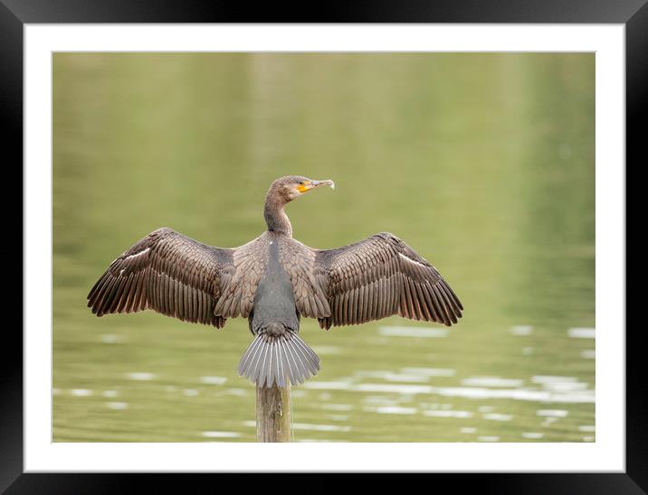 Spread Your Wings Framed Mounted Print by Jonathan Thirkell
