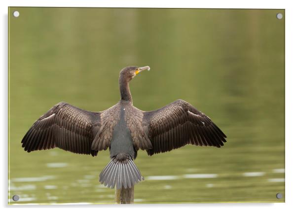 Cormorant Wingspan Acrylic by Jonathan Thirkell