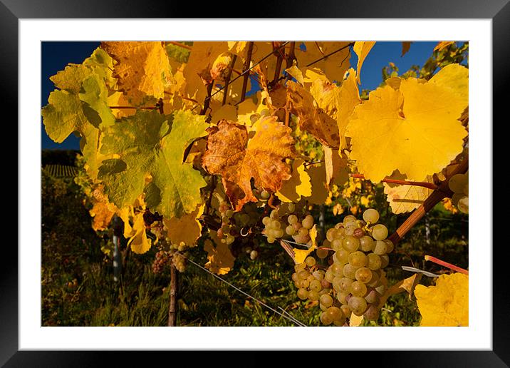 Weinberg bei Winkel Framed Mounted Print by Thomas Schaeffer