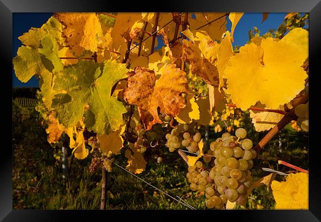 Weinberg bei Winkel Framed Print by Thomas Schaeffer