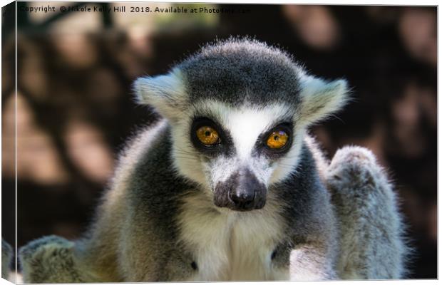 Ring-Tailed Lemur  Canvas Print by NKH10 Photography