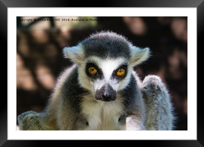 Ring-Tailed Lemur  Framed Mounted Print by NKH10 Photography