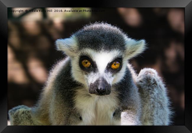 Ring-Tailed Lemur  Framed Print by NKH10 Photography