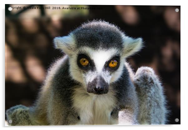 Ring-Tailed Lemur  Acrylic by NKH10 Photography