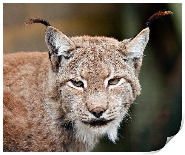 Eurasian Lynx Print by Peter Wilson