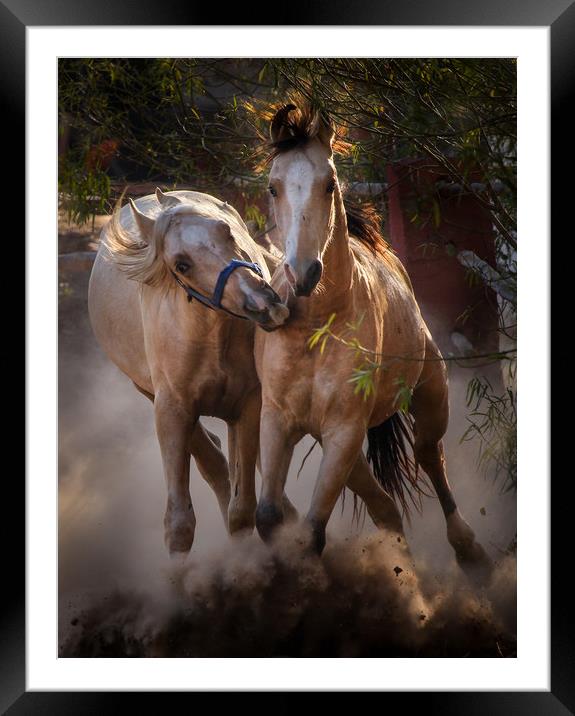 horseplay Framed Mounted Print by Maria 