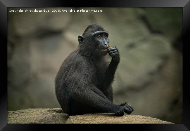 Celebes Crested Macaque Youngster Framed Print by rawshutterbug 