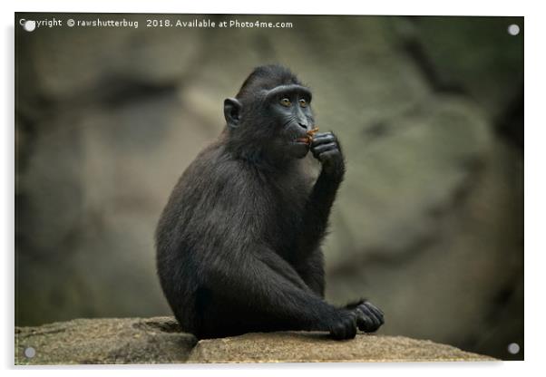 Celebes Crested Macaque Youngster Acrylic by rawshutterbug 